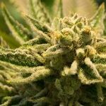 Injustice in the War on Pot