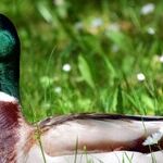 Making the Most of a Lame-Duck Session