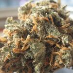 Sensible Approach to Medical Cannabis