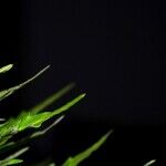 Good Riddance to the Pot Licensing Board
