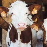 Nunes' Suit Against a Twitter Cow Should Prompt as Much Concern as Laughter.