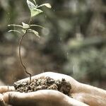 The Trump Green New Deal