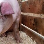 Plan to Loosen Federal Inspection of Pork Is an Outbreak Waiting to Happen