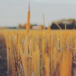 Farmers Report Suffering Financial PTSD as Trade War Threats Escalate.