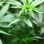 Illinois' Approach to Legalizing Marijuana Strikes the Right Balance