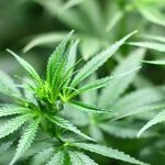 Hickenlooper Should Run Away From Pot