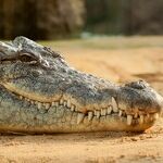 Short Takes on Gator Gawkers and All-Meat Fake Veggies