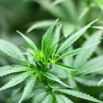 House Committee Lifts the Haze of Hysteria Over Pot, Backing Decriminalization