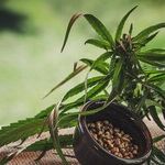 As the CBD Craze Grows, Doctors and FDA Say There's Good Reason for Caution
