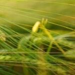 Dicamba Ruling Marks Another Trump Administration Letdown for Farmers