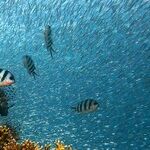 A 'Huge Boost' for Reef Restoration