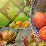 We Give Thanks, Even If Ravaged By Disease