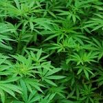 6 Marijuana Legalization Lessons: 3 Recently Approved Plans Show What Politicians Have Learned (or Failed to Learn) Since Colorado Became the First State to Allow Recreational Use