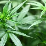 Biden Hedges on His Promise to Free Pot Prisoners: The President Still Has Not Caught Up With Most Americans on Marijuana Policy