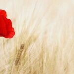 This Year, a Mother's Day Marked by Love -- and Loss