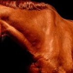 Passing up Approved Coronavirus Vaccine for Horse Dewormer Is, Simply, Nuts