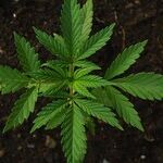 When Will Democrats Get Serious About Repealing Pot Prohibition? Instead of Building on Republican Support for Federalism, They Seem Determined to Alienate Potential Allies