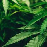 Curbing Colorado's Pot-Impaired Drivers