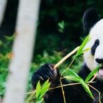 Giant Pandas Make It All Better -- For A While