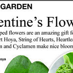 Heart-Shaped Plants for Valentine's Day