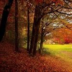 Fall Frolic