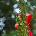 Holiday Decor