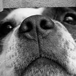 Dog Tales for Tough Times