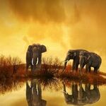 Protect, Appreciate and Love All Creatures