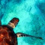 Get to Know Your Oceans