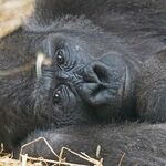A Gorilla 'Tragedy'