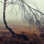 Undrained Swamp