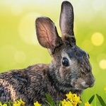 Playboy Comes to D.C.