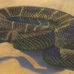 In Defense of Rattlesnakes