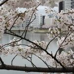 Obama and Trump at Hiroshima