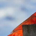 This Cardinals Fan Says: Go, Cubs, Go