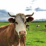The Losing Fight Against Fake Meat