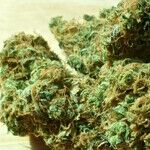 The Growing Consensus for Legalizing Marijuana