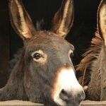 The Many Flaws of the Democratic Candidates