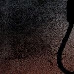 The Expensive Folly of Federal Executions