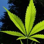 Legal Pots Meets the Not-in-My-Backyard Crowd