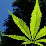 Can Kamala Harris Get Joe Biden to Push for Legalizing Pot?