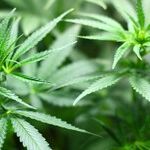 Why Hasn't Legal Weed Killed the Illegal Market?