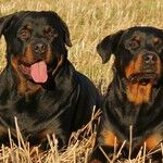 The Dogs That Aren't Barking -- and Those That Are -- in 2016