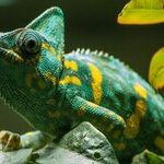 What Explains Biden's Chameleonlike Transformation?