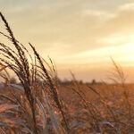 Give Thanks for the Northwest Ordinance