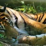 The Tiananmen Tiger Stalks the Chinese Communist Government