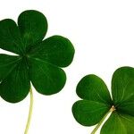 50 St. Patrick's Days Ago