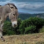 Democrats' Sobering Responsibility