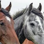 Stalking Horses