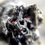 Marijuana, Mental Illness and Violence